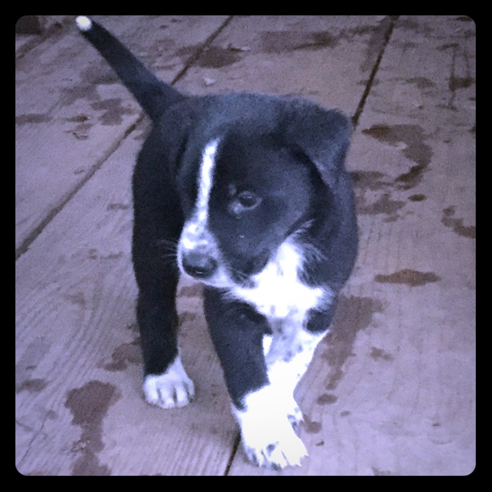 Meet your Posher, Starglow